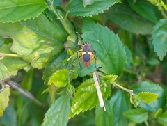 Dysdercus albofasciatus