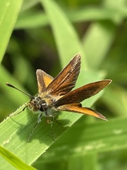 Ancyloxypha