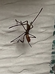 Heteroptera