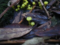 Gliophorus