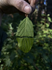 Cornus sericea occidentalis