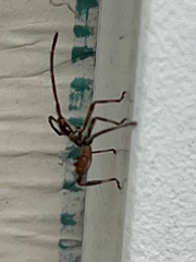 Heteroptera