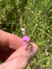 Desmodium glabellum