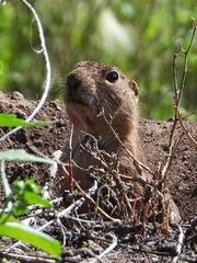 Cynomys gunnisoni