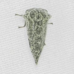 Telamona westcotti