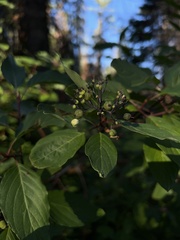 Cornus sericea occidentalis