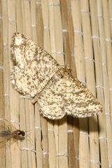 Heliomata glarearia
