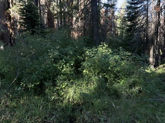 Cornus sericea occidentalis