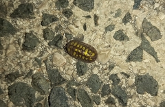 Armadillidium granulatum