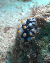 Phyllidia rueppelii