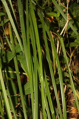 Carex pendula