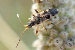 Beosus maritimus
