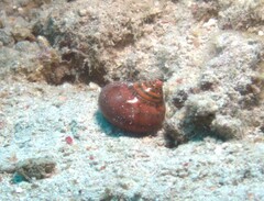 Turbo petholatus