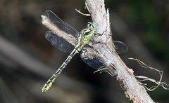 Gomphus graslinii