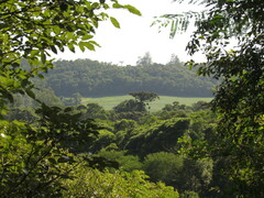 Araucaria angustifolia