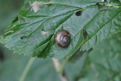 Arianta arbustorum