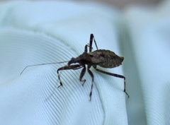 Himacerus apterus