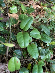 Epigaea repens
