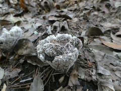 Phellodon niger