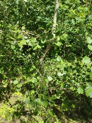 Populus × canescens