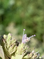Pycnanthemum incanum