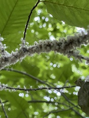 Grylloprociphilus imbricator