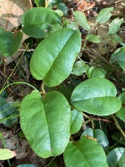 Epigaea repens