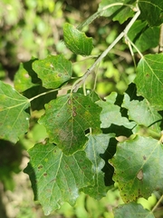 Populus × canescens