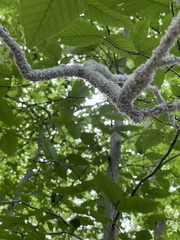 Grylloprociphilus imbricator