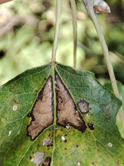 Populus × canescens