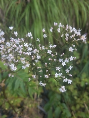 Valeriana officinalis
