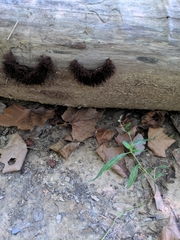 Stemonitis splendens