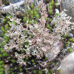 Cladonia multiformis