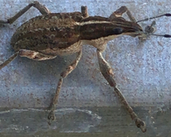 Charagmus gressorius