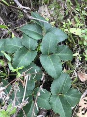 Knowltonia vesicatoria
