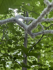 Grylloprociphilus imbricator