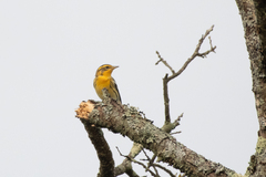 Setophaga fusca