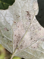 Populus × canescens