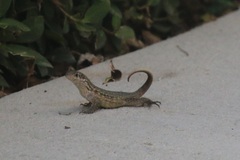 Leiocephalus carinatus