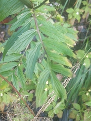 Valeriana officinalis