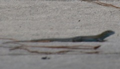 Aspidoscelis sexlineatus