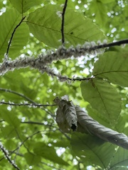 Grylloprociphilus imbricator