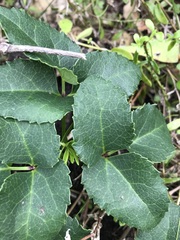 Knowltonia vesicatoria