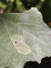 Populus × canescens