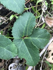 Knowltonia vesicatoria