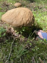 Boletus