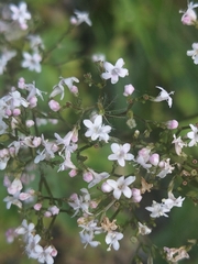 Valeriana officinalis