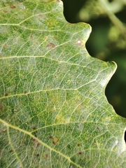 Populus × canescens