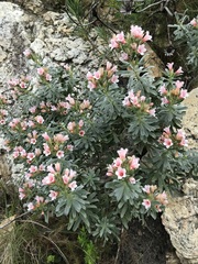 Lobostemon fruticosus