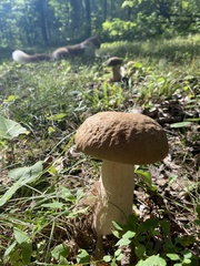 Boletus